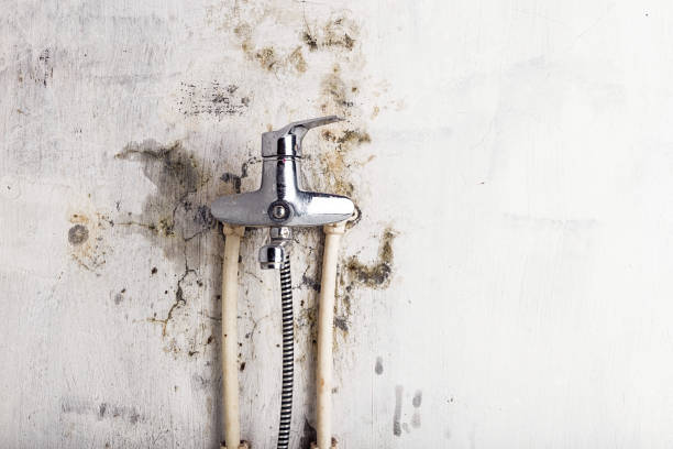 Best Fast Mold Removal  in Missouri Valley, IA