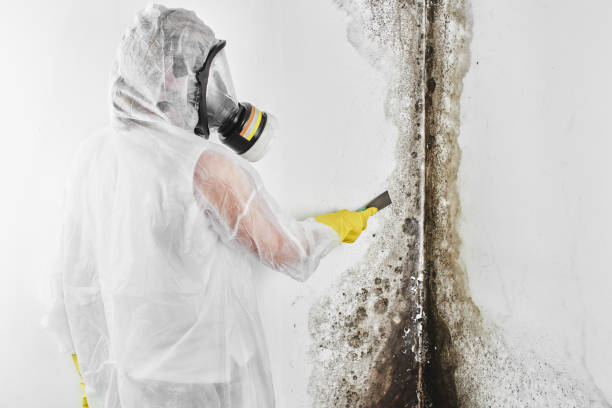 Best Certified Mold Removal  in Missouri Valley, IA