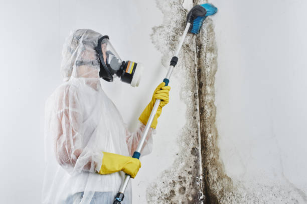 Best Certified Mold Removal  in Missouri Valley, IA