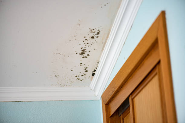 Best Mold Removal Specialists  in Missouri Valley, IA