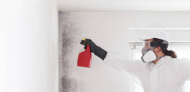 Certified Mold Removal in Missouri Valley, IA