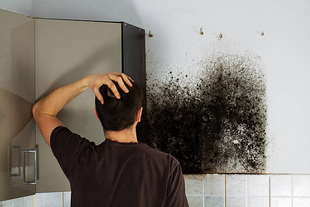 Best Mold Removal Company Near Me  in Missouri Valley, IA