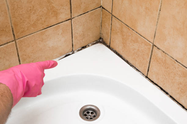 Professional Mold Removal in Missouri Valley, IA